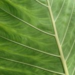 Dinas Damkar Pesisir Selatan Sosialisasi Pencegahan Di Kantor Lurah