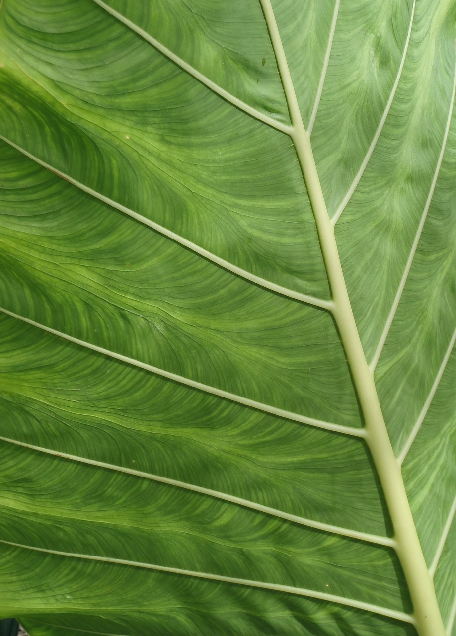 Dinas Damkar Pesisir Selatan Sosialisasi Pencegahan Di Kantor Lurah